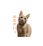 茶とら猫 フェリックスの日常（個別スタンプ：9）