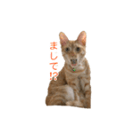茶とら猫 フェリックスの日常（個別スタンプ：11）