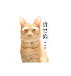 茶とら猫 フェリックスの日常（個別スタンプ：13）