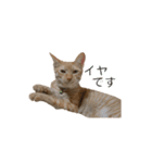 茶とら猫 フェリックスの日常（個別スタンプ：16）