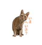 茶とら猫 フェリックスの日常（個別スタンプ：17）
