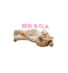 茶とら猫 フェリックスの日常（個別スタンプ：19）
