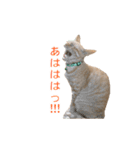 茶とら猫 フェリックスの日常（個別スタンプ：20）