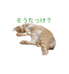 茶とら猫 フェリックスの日常（個別スタンプ：21）