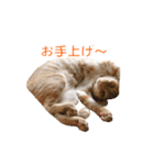 茶とら猫 フェリックスの日常（個別スタンプ：22）
