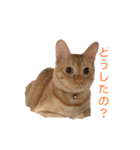茶とら猫 フェリックスの日常（個別スタンプ：23）