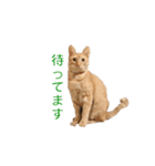 茶とら猫 フェリックスの日常（個別スタンプ：24）