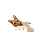 茶とら猫 フェリックスの日常（個別スタンプ：25）