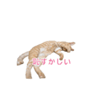 茶とら猫 フェリックスの日常（個別スタンプ：26）