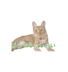 茶とら猫 フェリックスの日常（個別スタンプ：27）