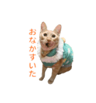 茶とら猫 フェリックスの日常（個別スタンプ：28）