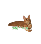 茶とら猫 フェリックスの日常（個別スタンプ：29）