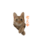 茶とら猫 フェリックスの日常（個別スタンプ：31）