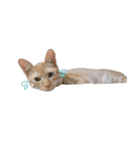 茶とら猫 フェリックスの日常（個別スタンプ：32）