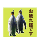 ビジネスペンギンで報・連・相！（個別スタンプ：23）