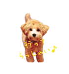 マルプー生活（個別スタンプ：4）