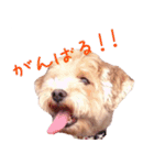 マルプー生活（個別スタンプ：7）