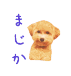 マルプー生活（個別スタンプ：10）