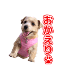 のりさんの愛犬ベッキーちゃん（個別スタンプ：1）