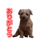 のりさんの愛犬ベッキーちゃん（個別スタンプ：4）