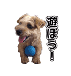 のりさんの愛犬ベッキーちゃん（個別スタンプ：5）