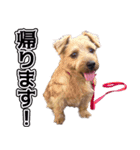 のりさんの愛犬ベッキーちゃん（個別スタンプ：6）