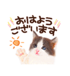 猫写真スタンプ9【敬語・ていねい語】（個別スタンプ：1）