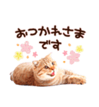 猫写真スタンプ9【敬語・ていねい語】（個別スタンプ：2）