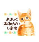 猫写真スタンプ9【敬語・ていねい語】（個別スタンプ：3）