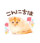 猫写真スタンプ9【敬語・ていねい語】（個別スタンプ：6）