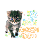 猫写真スタンプ9【敬語・ていねい語】（個別スタンプ：8）