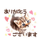 猫写真スタンプ9【敬語・ていねい語】（個別スタンプ：9）