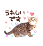 猫写真スタンプ9【敬語・ていねい語】（個別スタンプ：11）