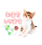 猫写真スタンプ9【敬語・ていねい語】（個別スタンプ：16）