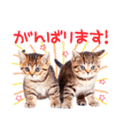 猫写真スタンプ9【敬語・ていねい語】（個別スタンプ：19）