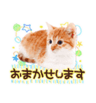 猫写真スタンプ9【敬語・ていねい語】（個別スタンプ：21）