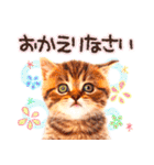 猫写真スタンプ9【敬語・ていねい語】（個別スタンプ：23）