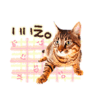 猫写真スタンプ9【敬語・ていねい語】（個別スタンプ：24）