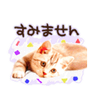 猫写真スタンプ9【敬語・ていねい語】（個別スタンプ：26）