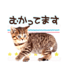 猫写真スタンプ9【敬語・ていねい語】（個別スタンプ：27）