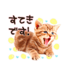 猫写真スタンプ9【敬語・ていねい語】（個別スタンプ：36）