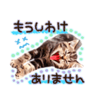 猫写真スタンプ9【敬語・ていねい語】（個別スタンプ：38）