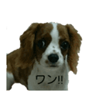 masao dog（個別スタンプ：5）
