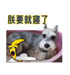My Schnauzer I（個別スタンプ：1）