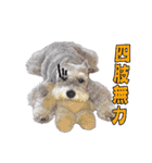 My Schnauzer I（個別スタンプ：2）