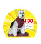 My Schnauzer I（個別スタンプ：3）