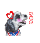 My Schnauzer I（個別スタンプ：4）