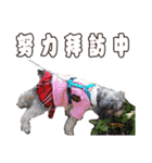 My Schnauzer I（個別スタンプ：5）