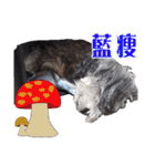 My Schnauzer I（個別スタンプ：6）