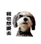 My Schnauzer I（個別スタンプ：8）